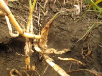 Phragmites+roots+close-up.jpg