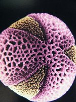 pollen1.jpg