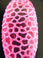 pollen2.jpg