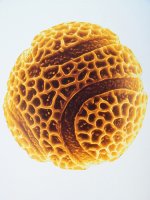 pollen3.jpg