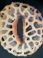 pollen4.jpg