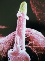 pollen5.jpg