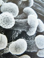 pollen6.jpg