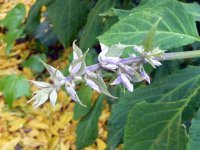 salvia_flower.jpg