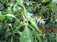 salvia_flower2.jpg
