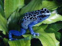 1226312147Blue+Poison+Dart+Frog.jpg