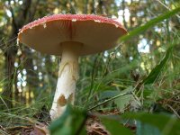 flyagaric1.jpg