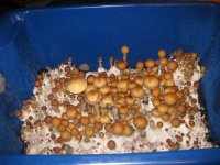 monotub+1.JPG