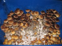 monotub+2.JPG