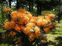 Wild++Honeysuckle.jpg