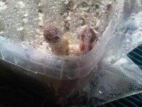 lil+flush+2.jpg
