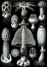 300px-Haeckel_Basimycetes.jpg