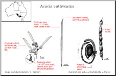 euthycarpa.jpg