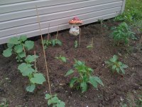 garden1.jpg