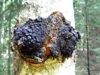 chaga+2.jpg
