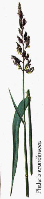 Phalarisarundinacea3.jpg