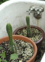 cactus+in+bath+3.jpg