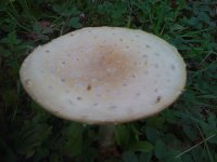 AMANITAS+iphone+001.jpg