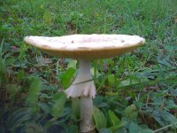 AMANITAS+iphone+002.jpg