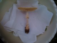 AMANITAS+iphone+003.jpg