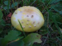AMANITAS+iphone+006.jpg