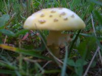 AMANITAS+iphone+007.jpg