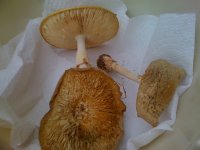 AMANITAS+iphone+008.jpg