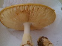 AMANITAS+iphone+009.jpg