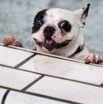 dogSWIM.jpg