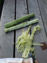cactus+prep.jpg