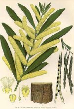 acacia-longifolia.jpg