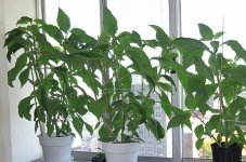 plants.jpg