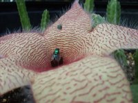 gigantea+close+up.JPG
