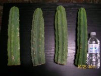 cacti.JPG
