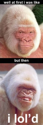 5367lold+monkey.jpg