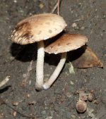 DSCF1287.jpg