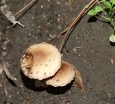 DSCF1286.jpg
