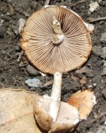 DSCF1288.jpg