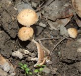 DSCF1290.jpg