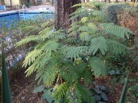 DSCF1294.jpg