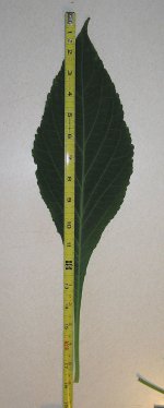 big+leaf3.jpg