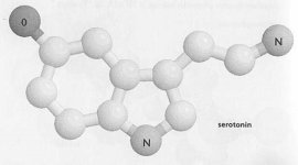 seratonin-full.jpg