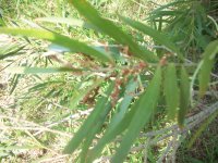 acacia++A.JPG