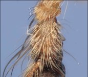 male+spider+pedipalp+used+for+transferring+sperm+to+the+femaletop.jpg