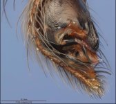male+spider+pedipalp+used+for+transferring+sperm+to+the+femalebottom.jpg