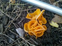 orange+fungi.jpg