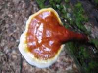 reishi+2.jpg