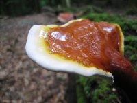 reishi+1.jpg