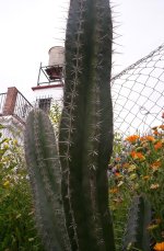 maorcacti.jpg