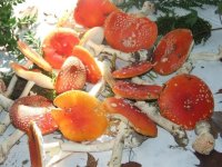amanita.jpg